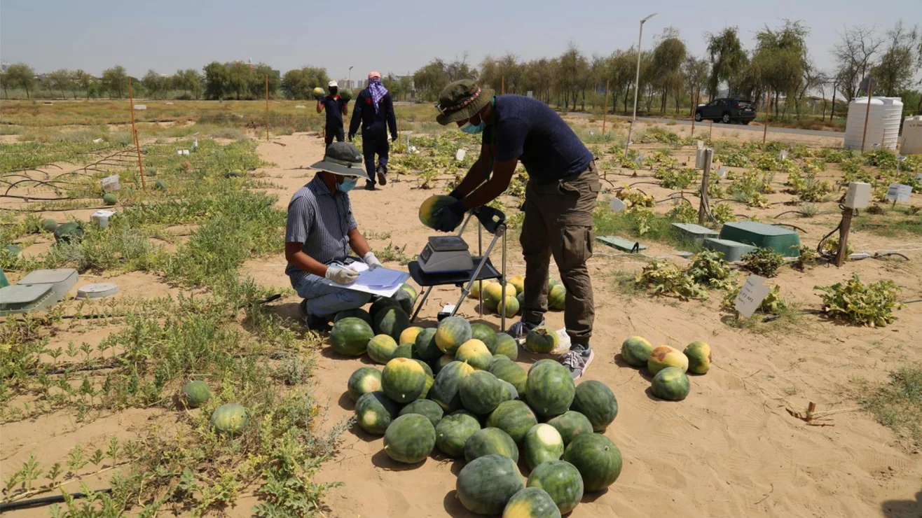 Recording harvested watermelons in a Desert Control field trial