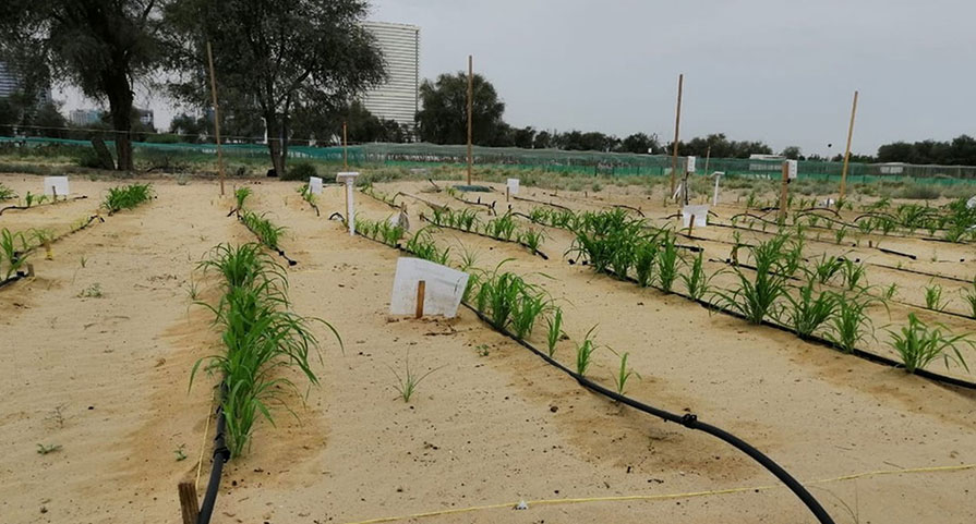 Crop rows on sandy ground in a Desert Control field project