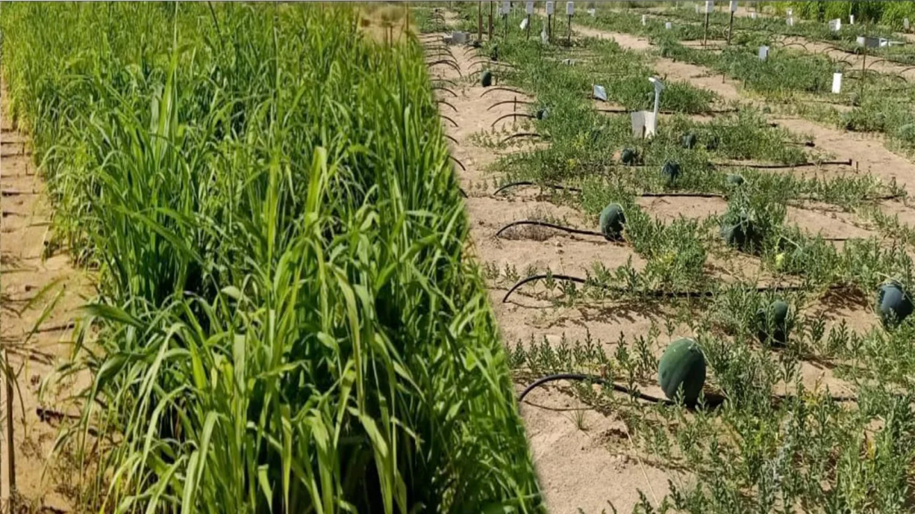 Cultivo junto a terreno arenoso en un ensayo de campo