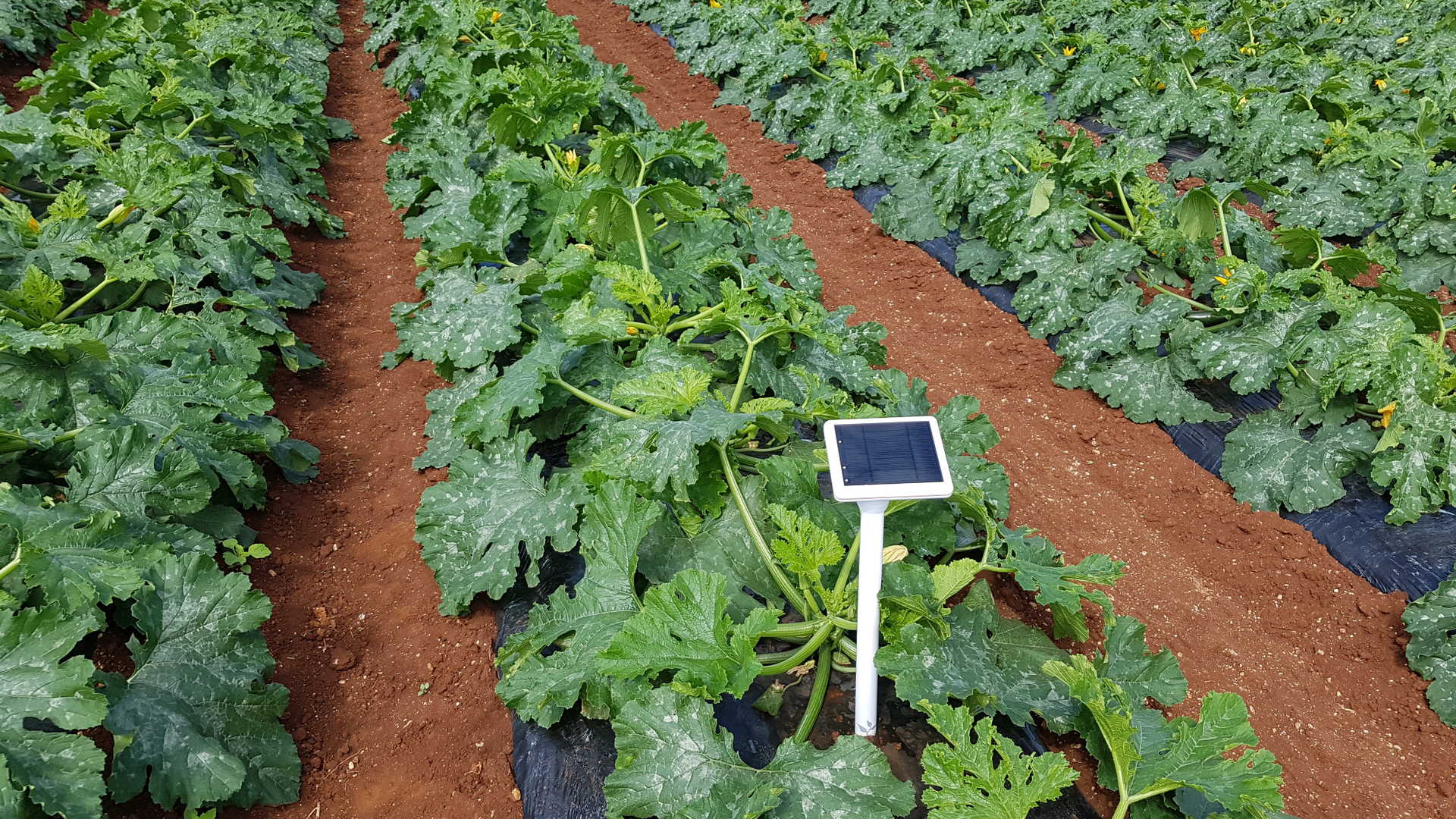 Sensor instalado entre hileras de calabazas